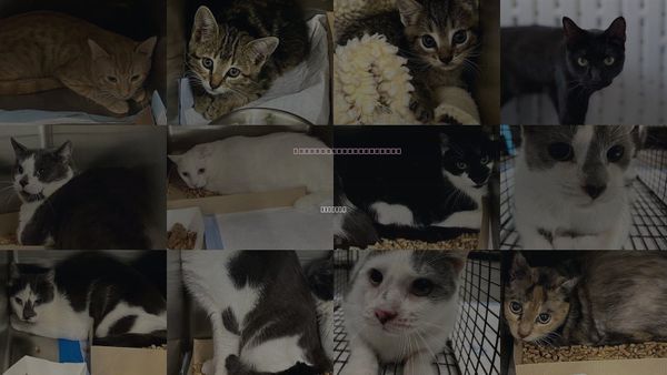 Cats for Adoption in Tavares, Florida