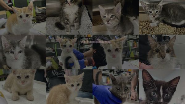 Cats for Adoption in Tavares, Florida