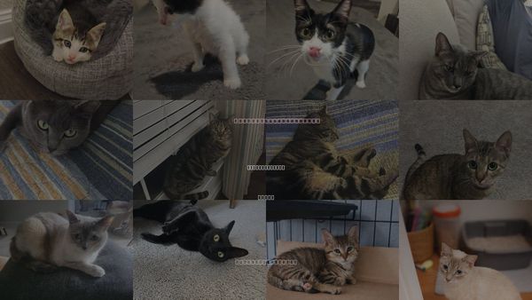 Cats for Adoption in The Woodlands, Texas