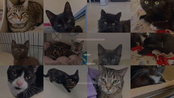 Cats for Adoption in Webster, Wisconsin