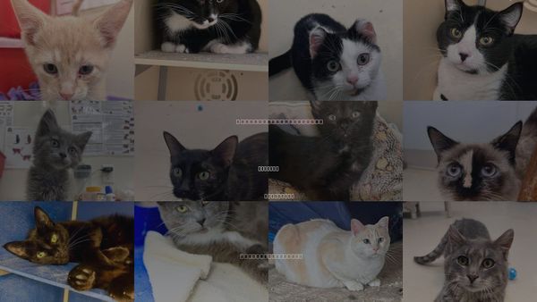 Cats for Adoption in Webster, Wisconsin