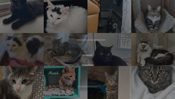 Cats for Adoption in West Haven, Connecticut
