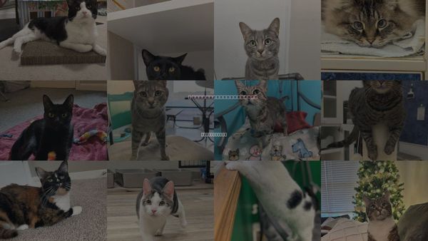 Cats for Adoption in Westerville, Ohio