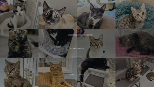 Cats for Adoption in Westlake Village, California