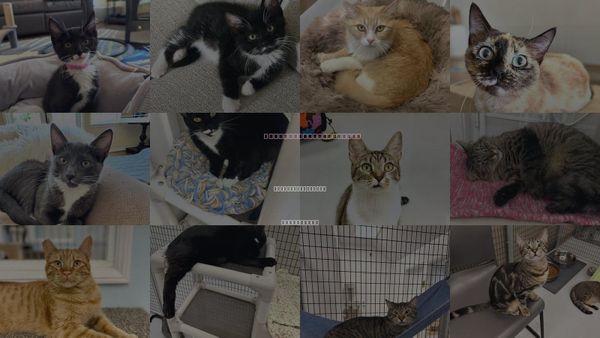 Cats for Adoption in Westlake Village, California