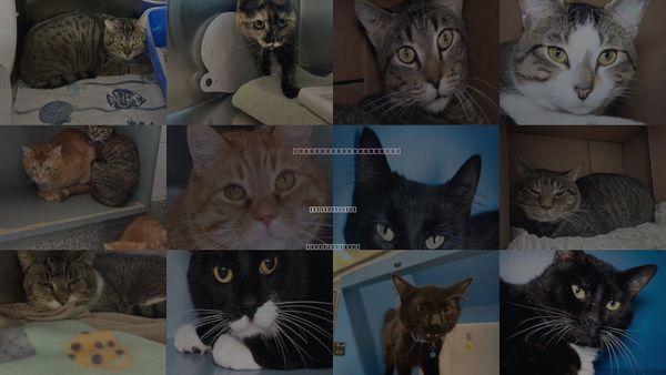 Cats for Adoption in Weymouth Town, Massachusetts