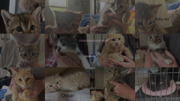 Cats for Adoption in White Bluff, Tennessee