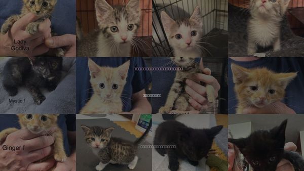 Cats for Adoption in White Bluff, Tennessee