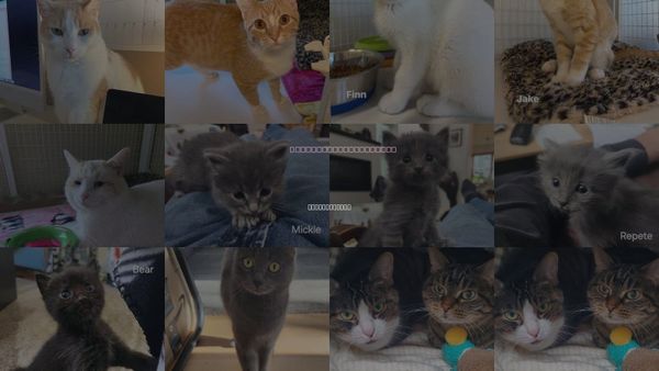 Cats for Adoption in Williamsburg, Iowa