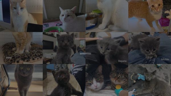 Cats for Adoption in Williamsburg, Iowa