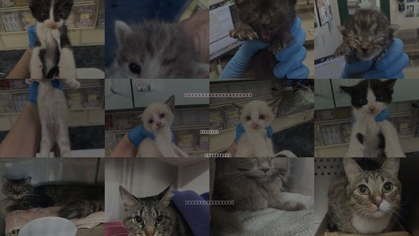 Cats for Adoption in Woodland, California