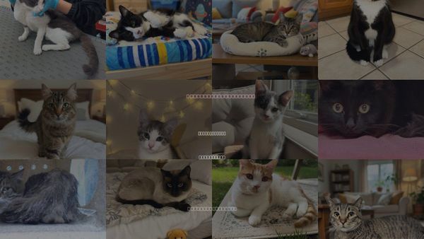 Cats for Adoption in Agoura Hills, California