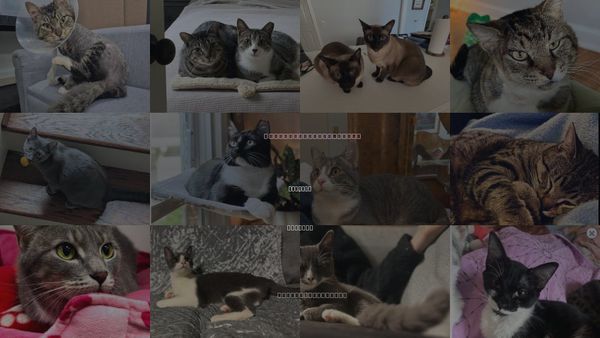 Cats for Adoption in Atlanta, Georgia