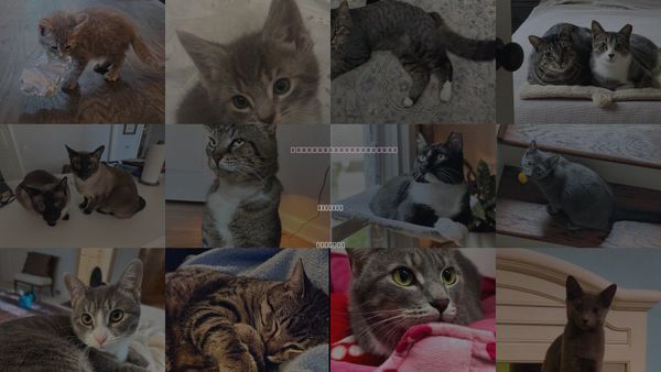 Cats for Adoption in Atlanta, Georgia