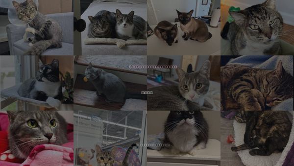 Cats for Adoption in Atlanta, Georgia