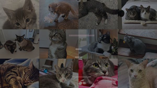 Cats for Adoption in Atlanta, Georgia