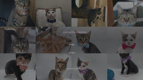 Cats for Adoption in Attalka, Alabama