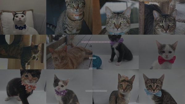Cats for Adoption in Attalka, Alabama