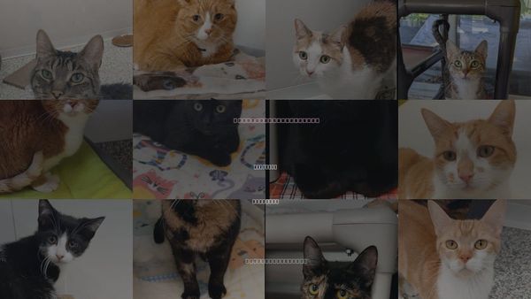 Cats for Adoption in Bay City , Michigan