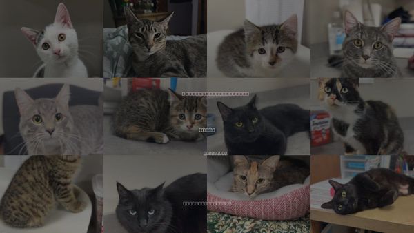 Cats for Adoption in Bemidji, Minnesota