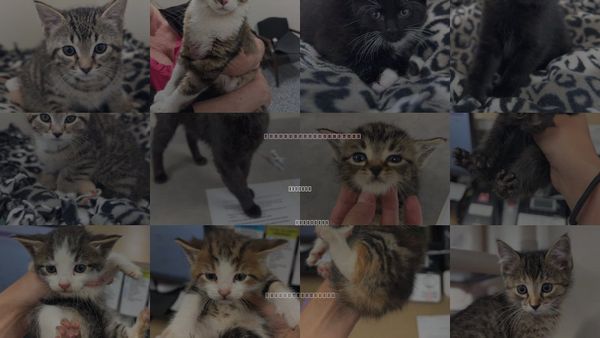 Cats for Adoption in Bemidji, Minnesota