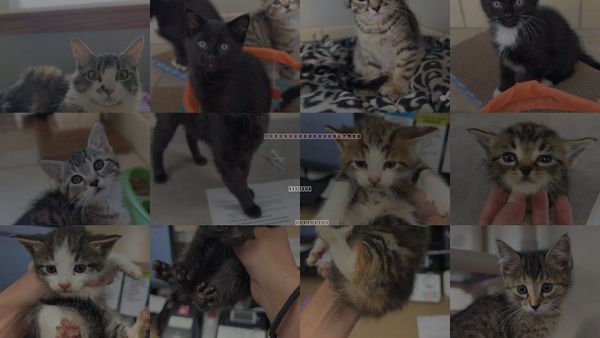 Cats for Adoption in Bemidji, Minnesota