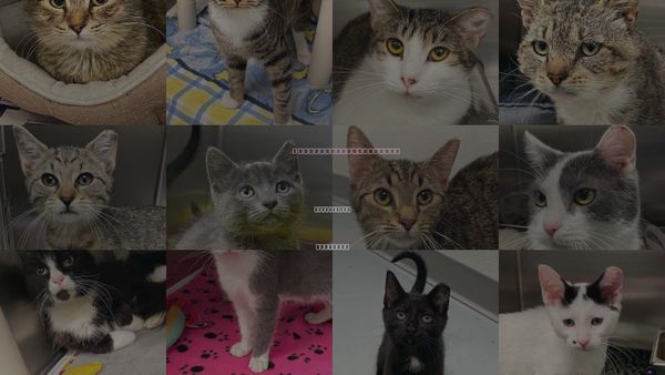 Cats for Adoption in Blacksburg, Virginia