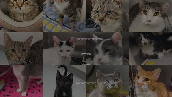 Cats for Adoption in Blacksburg, Virginia