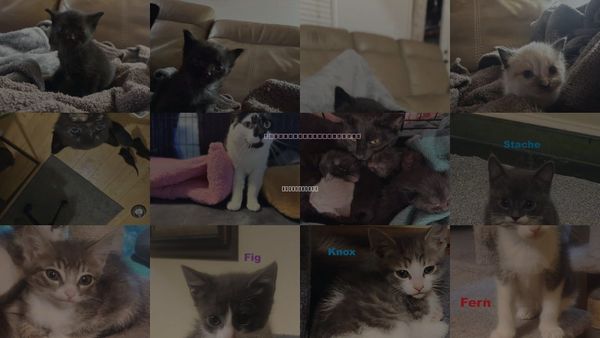 Cats for Adoption in Blairsville, Georgia