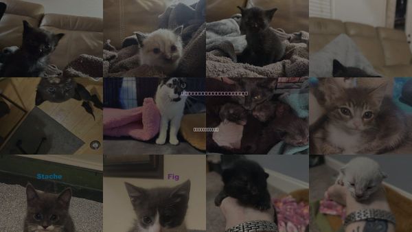 Cats for Adoption in Blairsville, Georgia