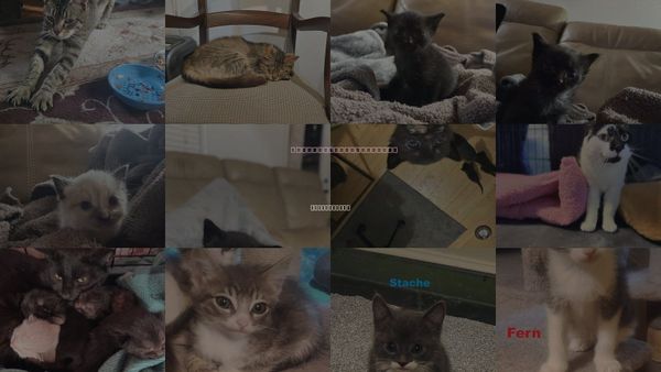 Cats for Adoption in Blairsville, Georgia