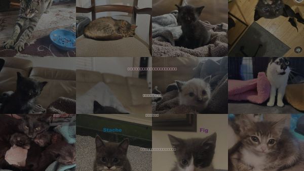 Cats for Adoption in Blairsville, Georgia