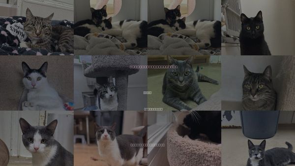 Cats for Adoption in Brick, New Jersey