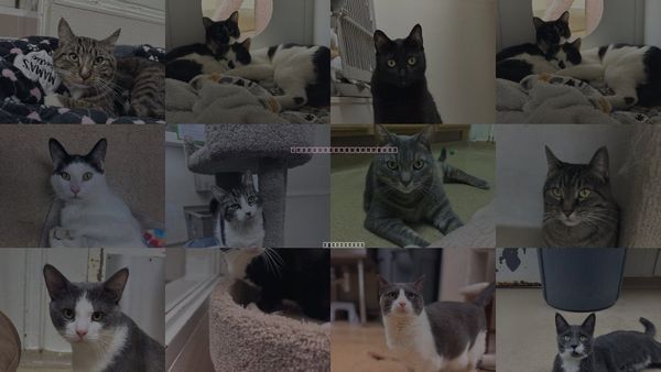 Cats for Adoption in Brick, New Jersey