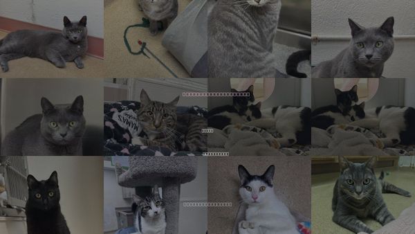 Cats for Adoption in Brick, New Jersey