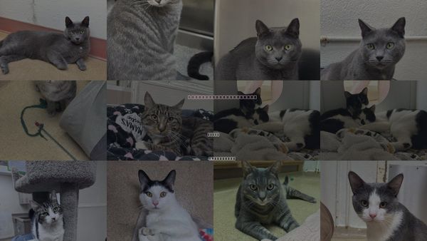 Cats for Adoption in Brick, New Jersey