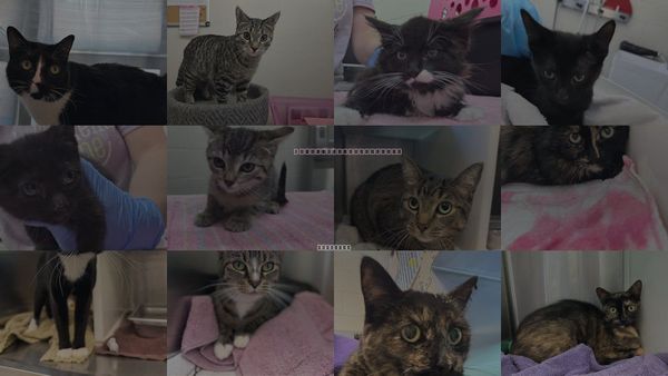 Cats for Adoption in Brighton, Colorado