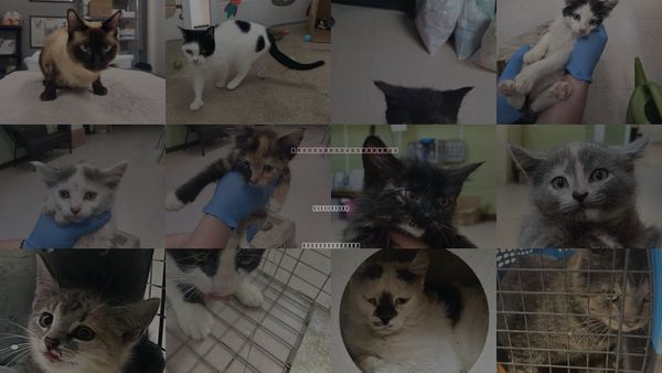 Cats for Adoption in Burnsville, North Carolina
