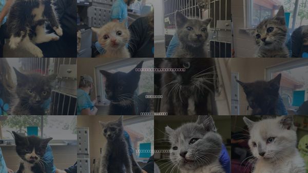 Cats for Adoption in Burnsville, North Carolina