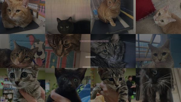 Cats for Adoption in Burnsville, North Carolina