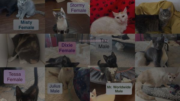 Cats for Adoption in Calexico, California