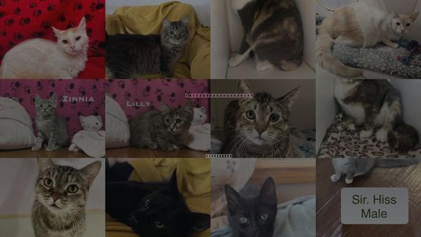 Cats for Adoption in Calexico, California