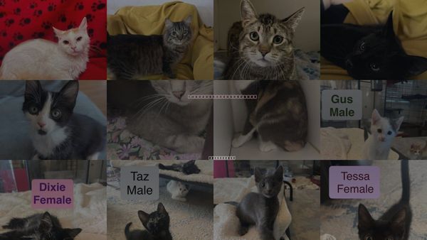 Cats for Adoption in Calexico, California