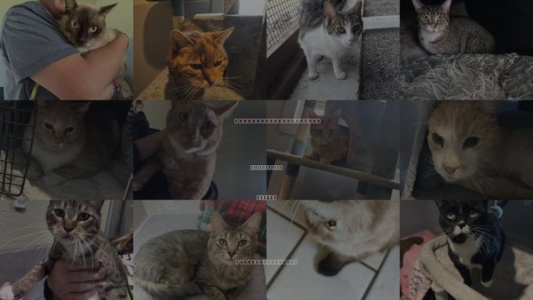 Cats for Adoption in Carson City, Nevada