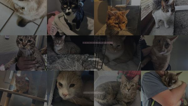 Cats for Adoption in Carson City, Nevada