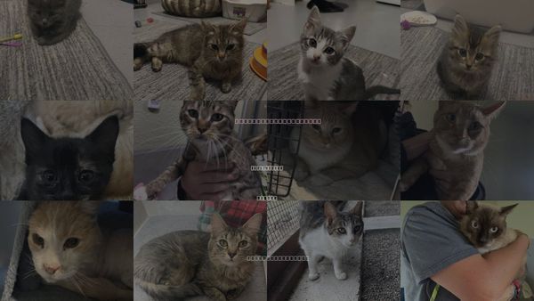 Cats for Adoption in Carson City, Nevada