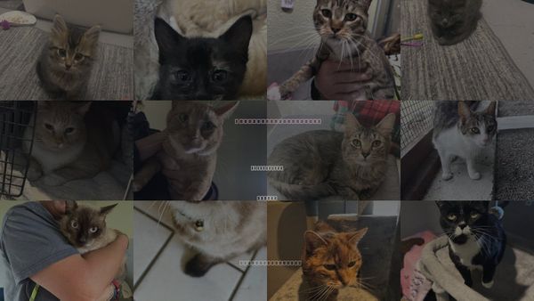 Cats for Adoption in Carson City, Nevada