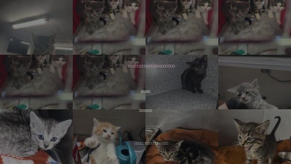 Cats for Adoption in Casper, Wyoming