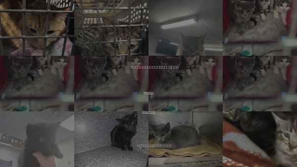 Cats for Adoption in Casper, Wyoming