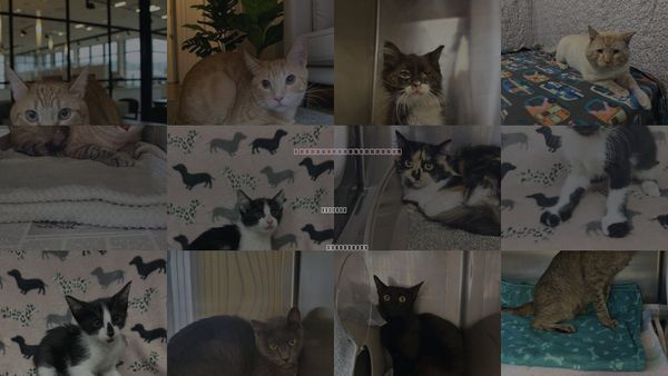 Cats for Adoption in Castaic, California